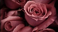 /album/digitalis-vaszonkepek/a26-jpg/
