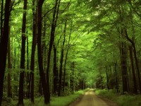 /album/digitalis-vaszonkepek/landscapes-nature-forests-desktop-1600x1200-hd-wallpaper-1254905-jpg/