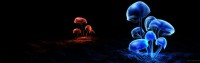 /album/digitalis-vaszonkepek/mushrooms-digital-art-desktop-3840x1200-hd-wallpaper-1234233-jpg/