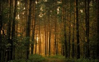 /album/digitalis-vaszonkepek/nature-forests-desktop-1680x1050-hd-wallpaper-1244524-jpg/