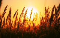 /album/digitalis-vaszonkepek/nature-sun-depth-of-field-desktop-1920x1200-hd-wallpaper-1189300-jpg/